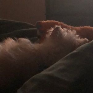 Meet your Posher, Brylee